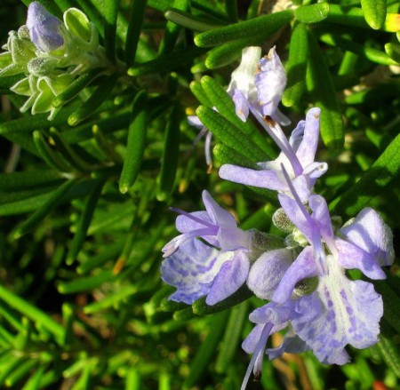 Rosmarinus officinalis